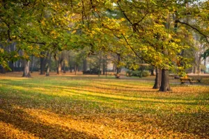 Jakie naturalne suplementy diety brać jesienią